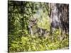 Glacier National Park, Montana. Coyote-Yitzi Kessock-Stretched Canvas