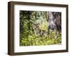 Glacier National Park, Montana. Coyote-Yitzi Kessock-Framed Photographic Print