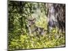 Glacier National Park, Montana. Coyote-Yitzi Kessock-Mounted Photographic Print