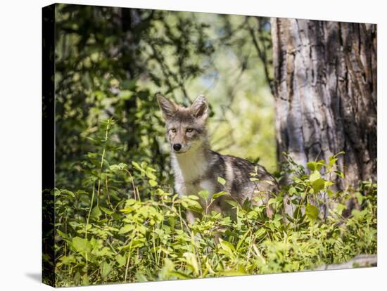 Glacier National Park, Montana. Coyote-Yitzi Kessock-Stretched Canvas