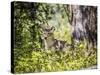 Glacier National Park, Montana. Coyote-Yitzi Kessock-Stretched Canvas