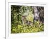 Glacier National Park, Montana. Coyote-Yitzi Kessock-Framed Photographic Print