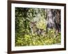 Glacier National Park, Montana. Coyote-Yitzi Kessock-Framed Photographic Print