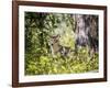 Glacier National Park, Montana. Coyote-Yitzi Kessock-Framed Photographic Print