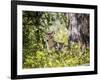 Glacier National Park, Montana. Coyote-Yitzi Kessock-Framed Photographic Print