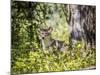 Glacier National Park, Montana. Coyote-Yitzi Kessock-Mounted Photographic Print