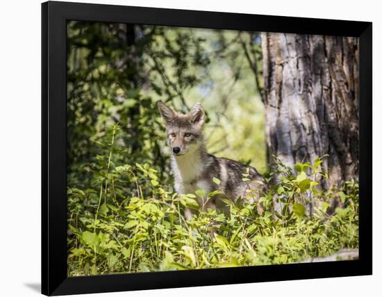 Glacier National Park, Montana. Coyote-Yitzi Kessock-Framed Photographic Print