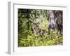 Glacier National Park, Montana. Coyote-Yitzi Kessock-Framed Photographic Print