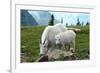 Glacier National Park, Montana - Goats-Lantern Press-Framed Premium Giclee Print