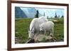 Glacier National Park, Montana - Goats-Lantern Press-Framed Premium Giclee Print