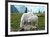 Glacier National Park, Montana - Goats-Lantern Press-Framed Premium Giclee Print