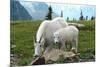 Glacier National Park, Montana - Goats-Lantern Press-Mounted Premium Giclee Print