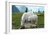 Glacier National Park, Montana - Goats-Lantern Press-Framed Art Print