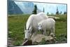 Glacier National Park, Montana - Goats-Lantern Press-Mounted Art Print