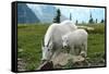 Glacier National Park, Montana - Goats-Lantern Press-Framed Stretched Canvas