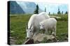 Glacier National Park, Montana - Goats-Lantern Press-Stretched Canvas
