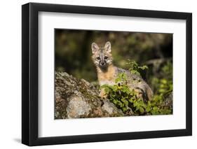 Glacier National Park, Montana. Grey Fox-Yitzi Kessock-Framed Photographic Print