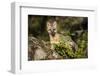 Glacier National Park, Montana. Grey Fox-Yitzi Kessock-Framed Photographic Print