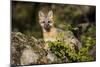 Glacier National Park, Montana. Grey Fox-Yitzi Kessock-Mounted Photographic Print