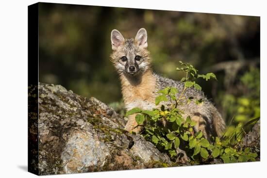 Glacier National Park, Montana. Grey Fox-Yitzi Kessock-Stretched Canvas