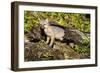 Glacier National Park, Montana. Grey Fox-Yitzi Kessock-Framed Photographic Print