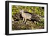 Glacier National Park, Montana. Grey Fox-Yitzi Kessock-Framed Photographic Print