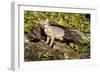 Glacier National Park, Montana. Grey Fox-Yitzi Kessock-Framed Photographic Print