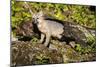 Glacier National Park, Montana. Grey Fox-Yitzi Kessock-Mounted Photographic Print