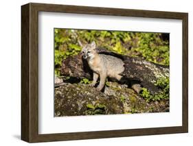 Glacier National Park, Montana. Grey Fox-Yitzi Kessock-Framed Photographic Print