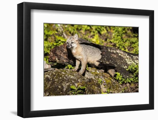 Glacier National Park, Montana. Grey Fox-Yitzi Kessock-Framed Photographic Print