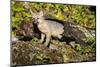 Glacier National Park, Montana. Grey Fox-Yitzi Kessock-Mounted Photographic Print