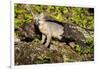 Glacier National Park, Montana. Grey Fox-Yitzi Kessock-Framed Photographic Print