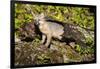 Glacier National Park, Montana. Grey Fox-Yitzi Kessock-Framed Photographic Print