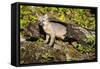 Glacier National Park, Montana. Grey Fox-Yitzi Kessock-Framed Stretched Canvas