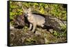 Glacier National Park, Montana. Grey Fox-Yitzi Kessock-Framed Stretched Canvas