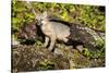 Glacier National Park, Montana. Grey Fox-Yitzi Kessock-Stretched Canvas