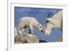 Glacier National Park, Montana - Mountain Goat and Kid-Lantern Press-Framed Premium Giclee Print