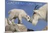 Glacier National Park, Montana - Mountain Goat and Kid-Lantern Press-Mounted Premium Giclee Print