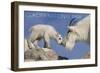 Glacier National Park, Montana - Mountain Goat and Kid-Lantern Press-Framed Art Print