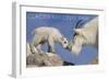 Glacier National Park, Montana - Mountain Goat and Kid-Lantern Press-Framed Art Print