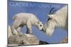 Glacier National Park, Montana - Mountain Goat and Kid-Lantern Press-Mounted Art Print