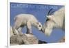 Glacier National Park, Montana - Mountain Goat and Kid-Lantern Press-Framed Art Print