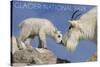 Glacier National Park, Montana - Mountain Goat and Kid-Lantern Press-Stretched Canvas