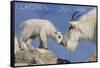 Glacier National Park, Montana - Mountain Goat and Kid-Lantern Press-Framed Stretched Canvas