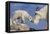 Glacier National Park, Montana - Mountain Goat and Kid-Lantern Press-Framed Stretched Canvas