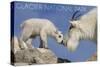 Glacier National Park, Montana - Mountain Goat and Kid-Lantern Press-Stretched Canvas