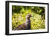 Glacier National Park, Montana. Ptarmigan-Yitzi Kessock-Framed Photographic Print