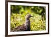 Glacier National Park, Montana. Ptarmigan-Yitzi Kessock-Framed Photographic Print