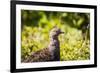 Glacier National Park, Montana. Ptarmigan-Yitzi Kessock-Framed Photographic Print