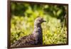 Glacier National Park, Montana. Ptarmigan-Yitzi Kessock-Framed Photographic Print